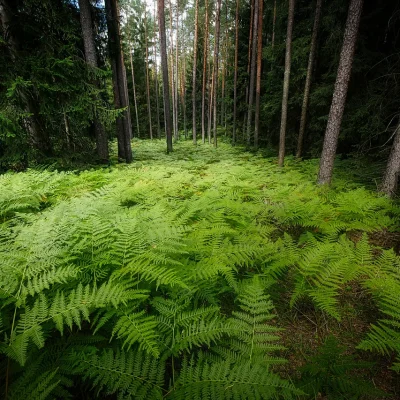 양치식물 고사리