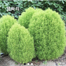 댑싸리 씨앗 10립