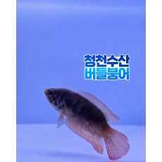 버들붕어 (2~4cm) 2마리
