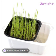 볍씨 식목일키트 벼재배 식물키우기키트 4세트