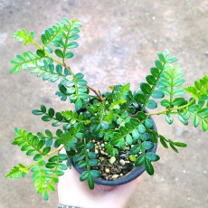 허브 키우기 산초 모종 화분