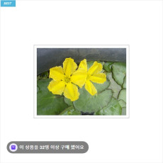 수생식물-노랑어리연5촉