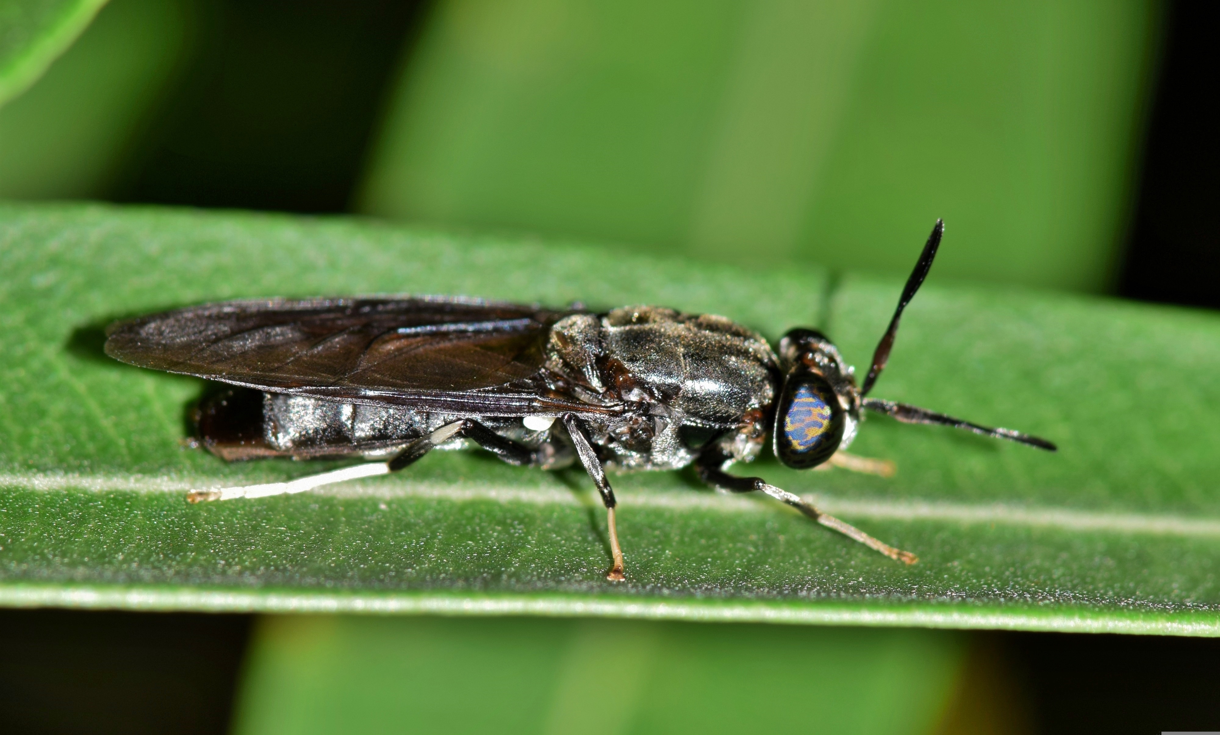 블랙솔져 플라이가 낳은 피닉스웜 유충 1KG 동에등에 